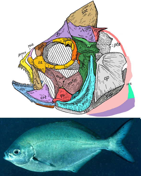 Scorpis skull and invivo