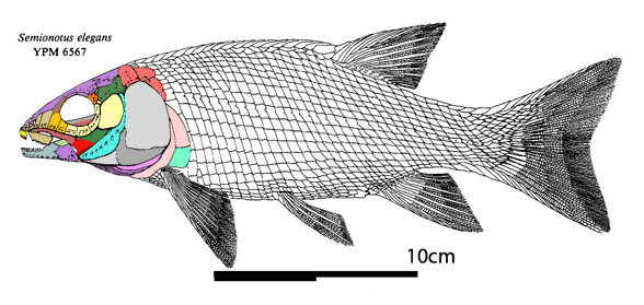 Semionothus elegans