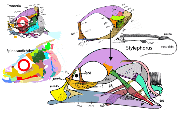 Stylephorus Stylophorus skull