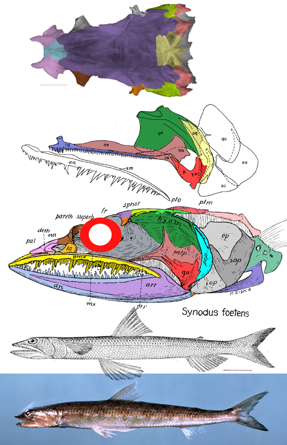 Synodus foetens