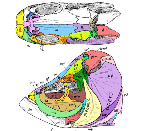 Tarpon skull