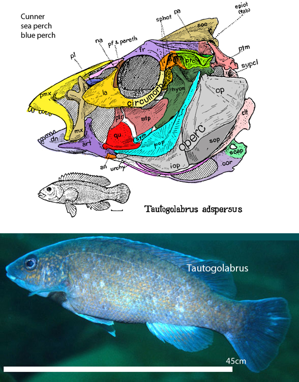 Tautogolabrus