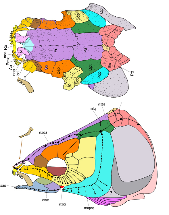 Thaiichthys skull