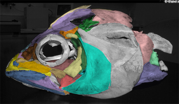 Thunnus tuna skull