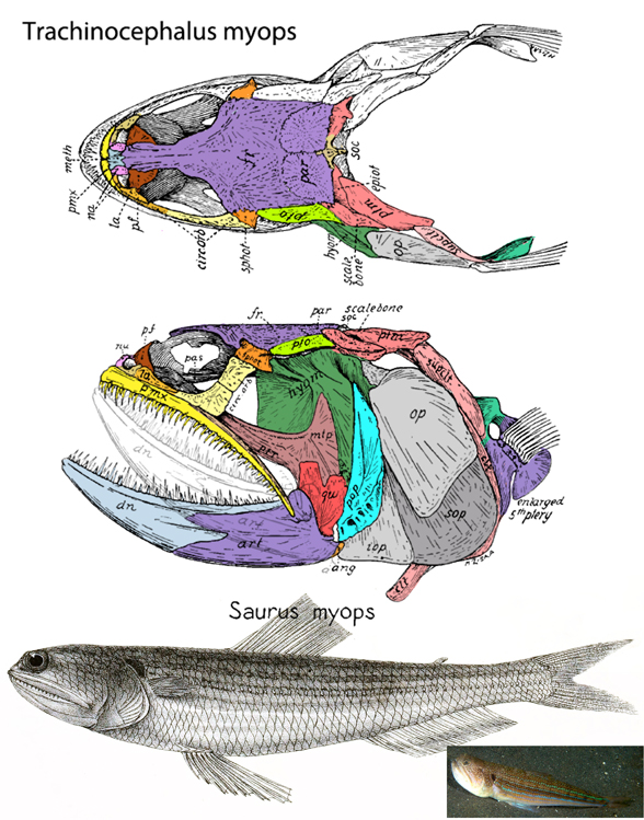 Trachinocephalus