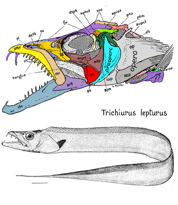 Trichiurus