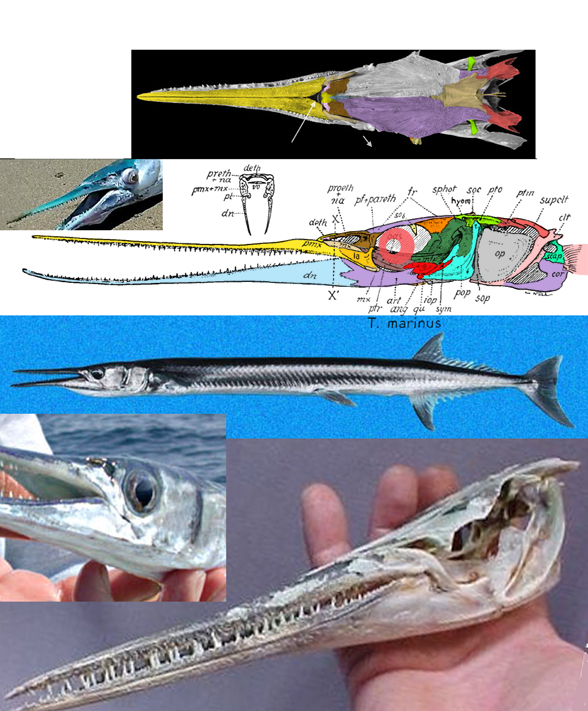 Tylosurus