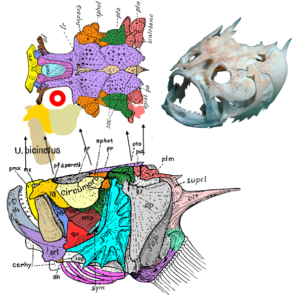 Uranoscopus skull diagram