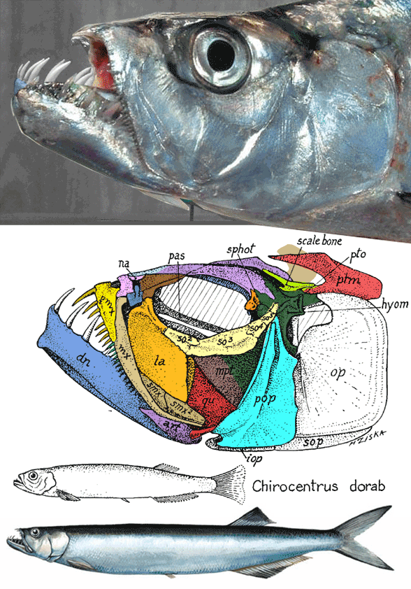 Chirocentrus wolf herring