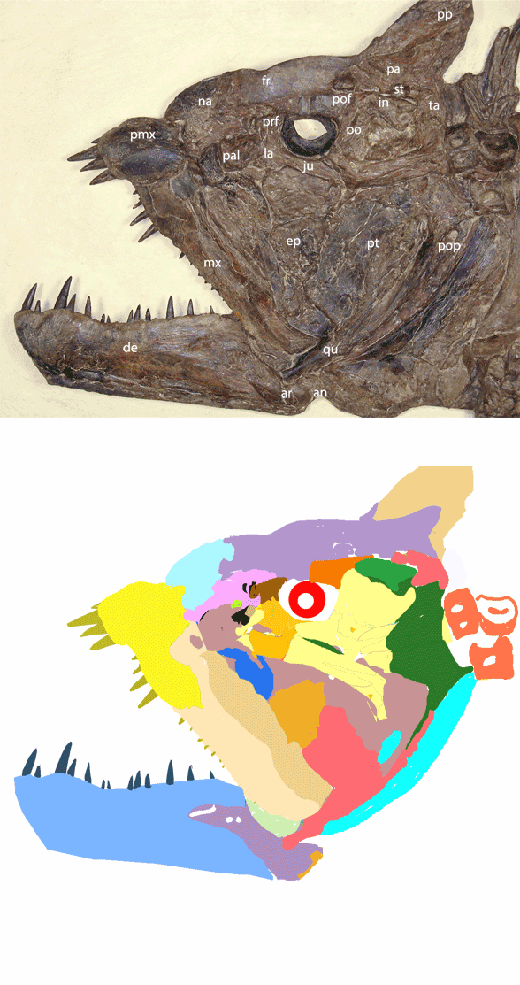 xiphactinus skull