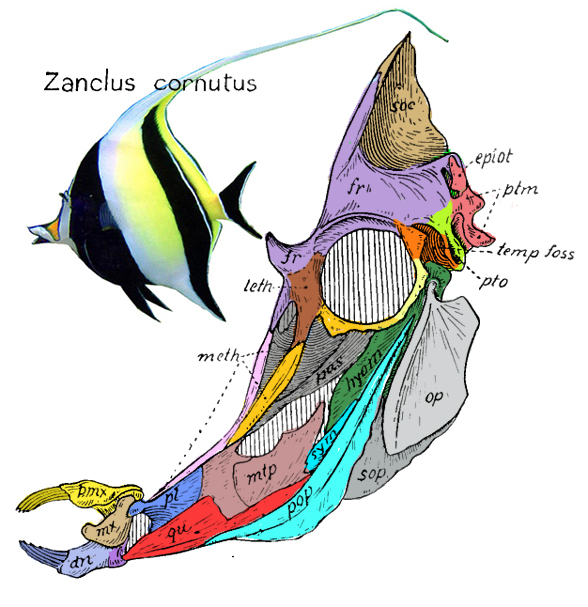 Zanclus Moorish idol