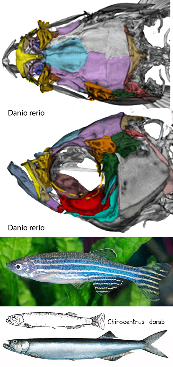 Zebrafish Danio skull