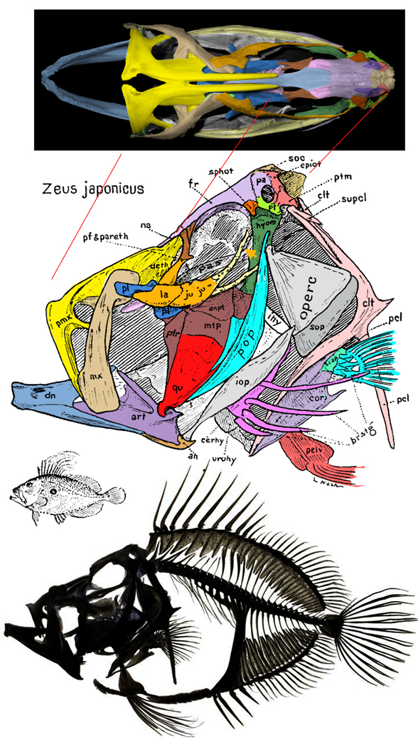 Zeus japonicus skull